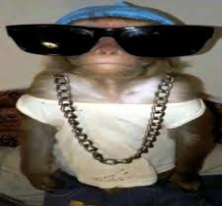 Бибизяны | Тест з англійської мови – «На Урок»