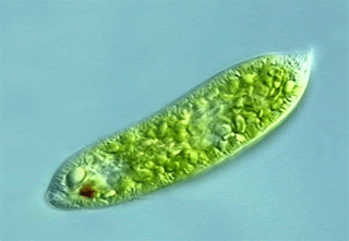 570202_1603795127.gif