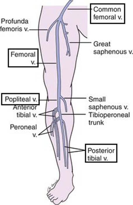 Saphenous. Femoral vein. Saphenous vein. Saphenous vein. Posterior tibial vein.